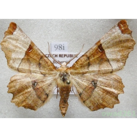 Selenia lunularia (Hübner, 1788) male Skrzytek księżyczak Czech98i